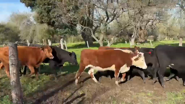 Lote 40 Vaquillonas