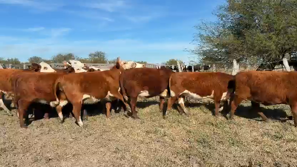Lote 51 Vaquillonas C/ gtia de preñez