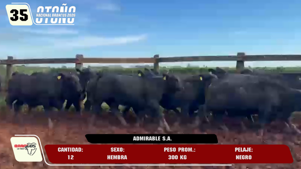 Lote LOTE 35