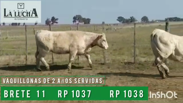 Lote VAQUILLONAS PI DE 2 AÑOS SERVIDAS