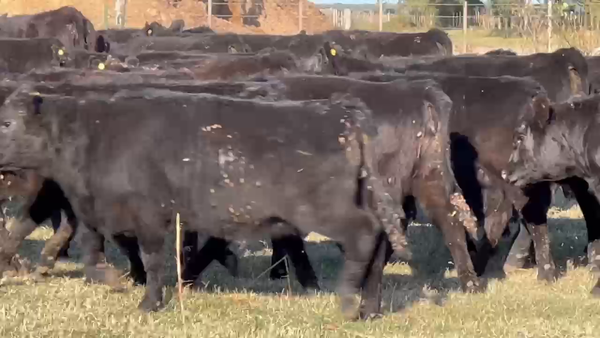 Lote 100 Vaquillonas