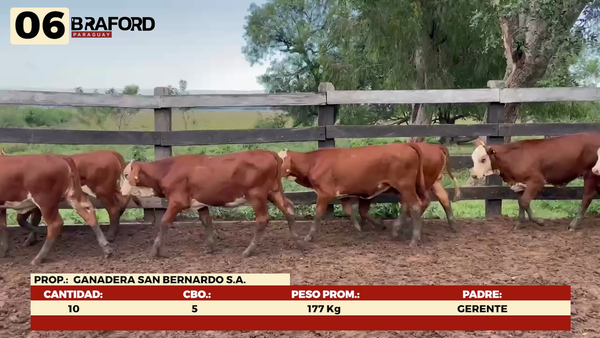 Lote LOTE 6