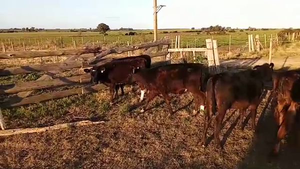 Lote 6 Terneros y Terneras CRUZAS 130kg - , San José