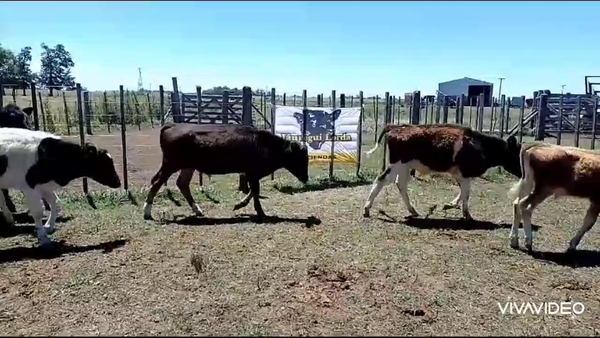 Lote 22 Terneros/as en Brandsen, Buenos Aires