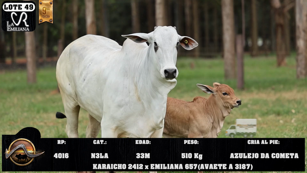 Lote LOTE 49
