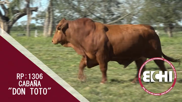 Lote TORO BRANGUS CABAÑA DON TOTO
