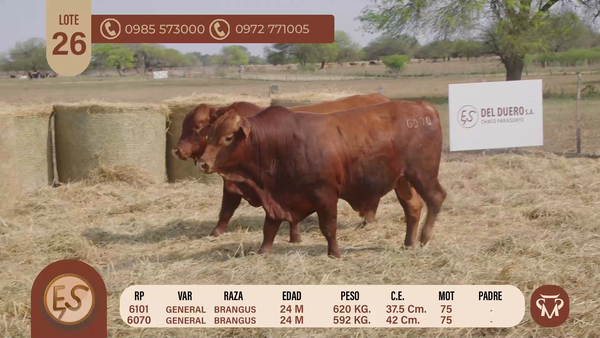 Lote TOROS BRANGUS 24 MESES