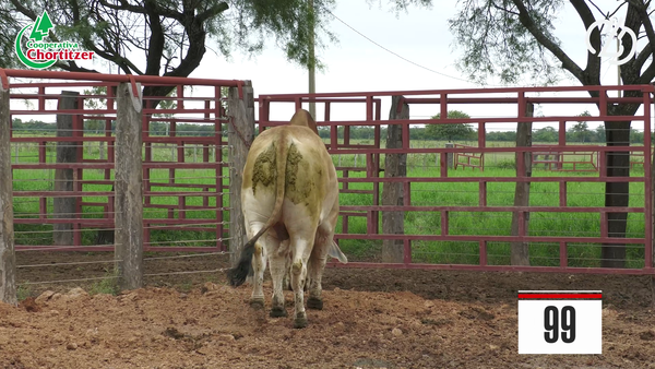 Lote Brahman