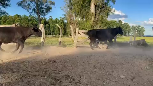 Lote 35 Vacas medio uso C/ gtia de preñez en Tapebicuá, Corrientes
