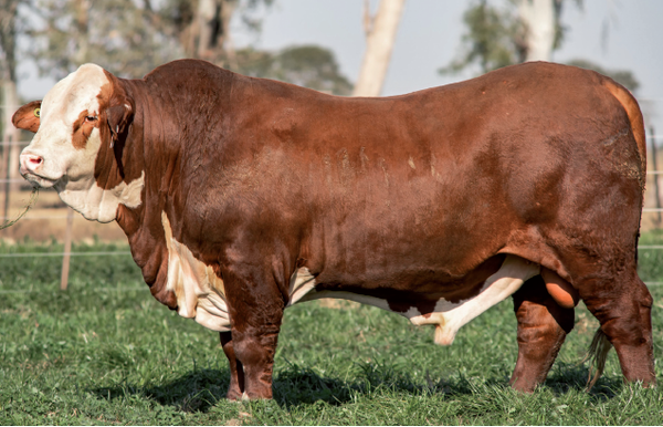 Lote Toro Braford -  Los Charabones