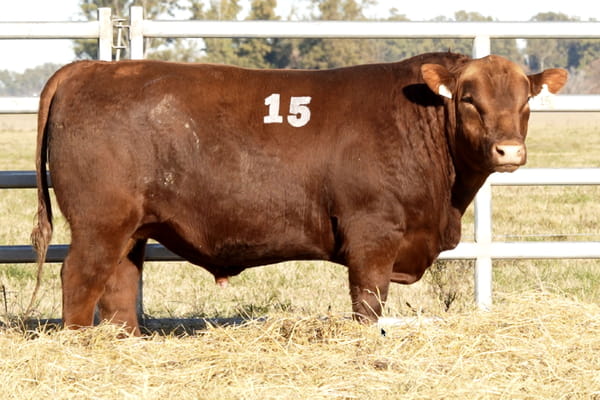 15 — TOROS ANGUS PUROS CONTROLADOS