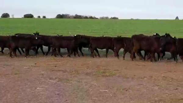 Lote (Vendido)22 Terneras ANGUS 160kg -  en SANTA RITA