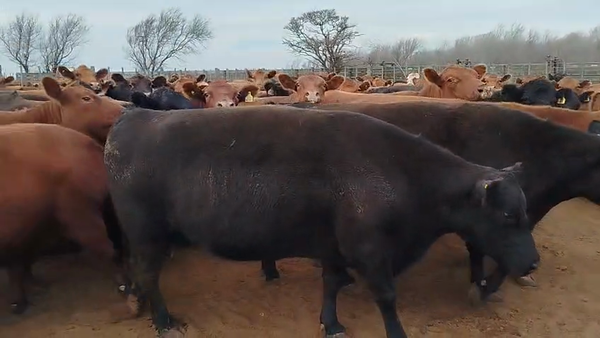 Lote 100 Vacas faena en Villa Valeria, Córdoba