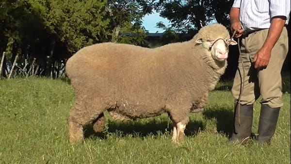 Lote 1 carnero plantelero RP 100 doble tatuaje