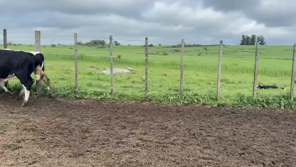 Lote NOVILLOS 1 a 2 AÑOS