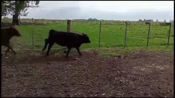 Lote 66 TERN. MACHOS Y HEMBRAS, CHIVILCOY, BS. AS.