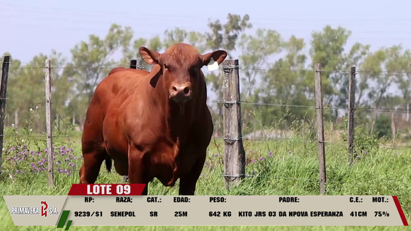 Lote LOTE 9