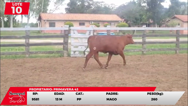 Lote LOTE 10