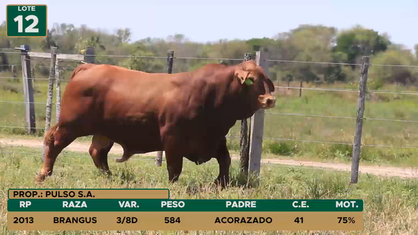 Lote TOROS LOTE 12