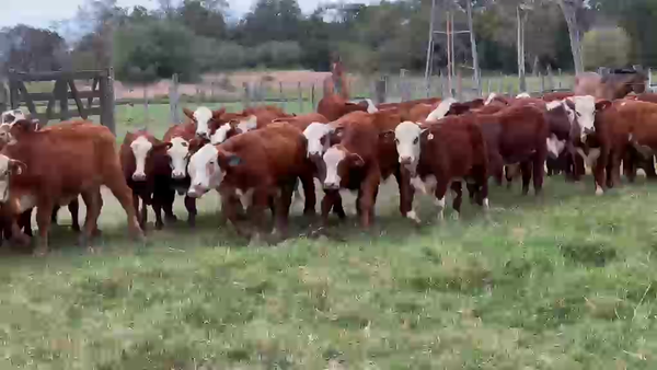 Lote 149 Terneros