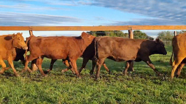 Lote 48 Vaquillonas C/ gtia de preñez