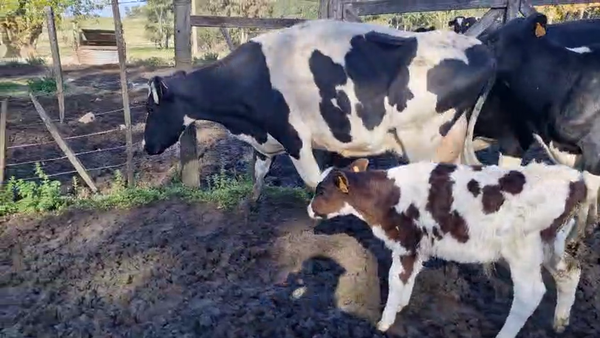 Lote 6 Vaca, San José