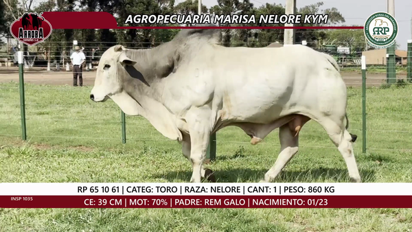 Lote TORO