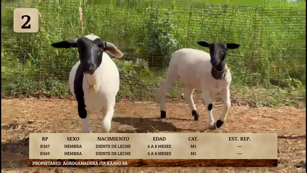 Lote LOTE 2