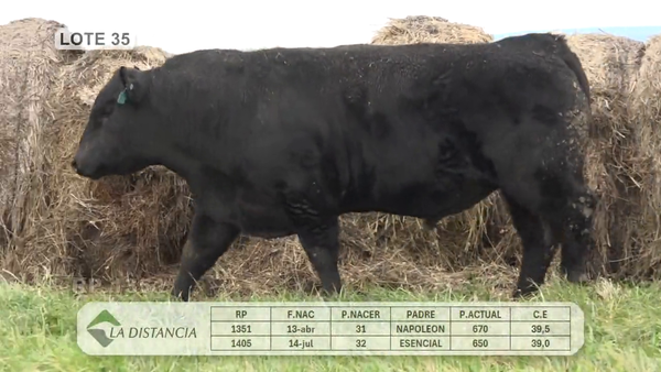 Lote TOROS PP y PC