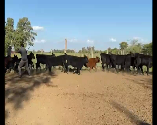 Lote 70 Terneras en Gral. Las Heras, Buenos Aires