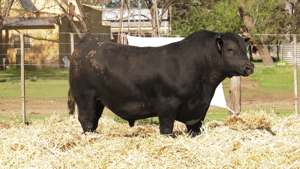 Lote TOROS PUROS CONTROLADOS