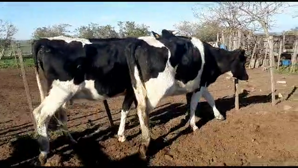 Lote 2 vaquillonas holando proximas