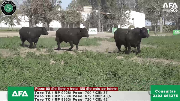 Lote """EL MATACO"" Toros"