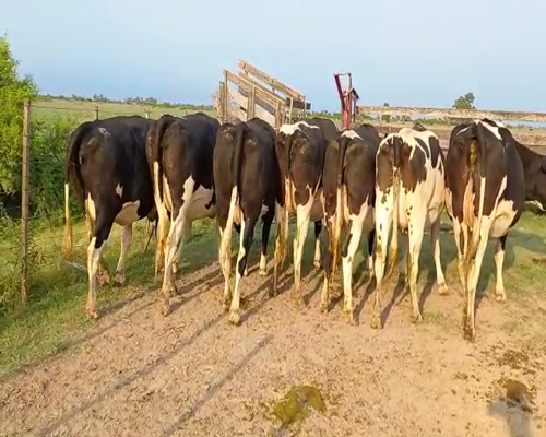 Lote Albertengo Marcelo