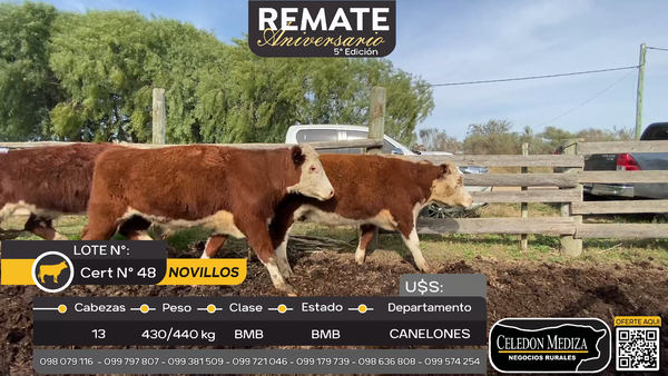 Lote 13 Novillos en Otra Localidad, Canelones