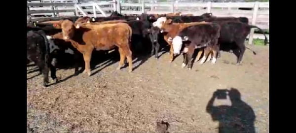 Lote 20 Terneros/as en Villaguay, Entre Ríos