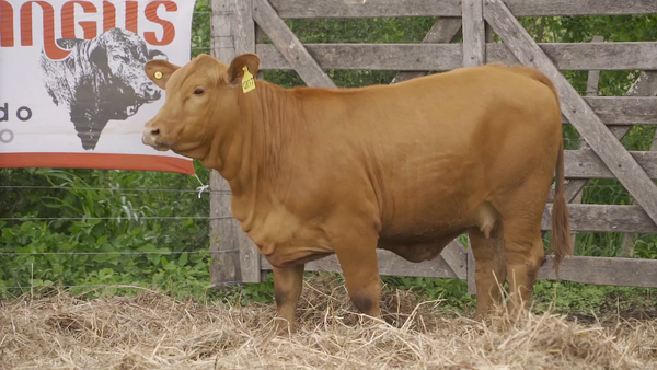 Lote TERNERA BRANGUS