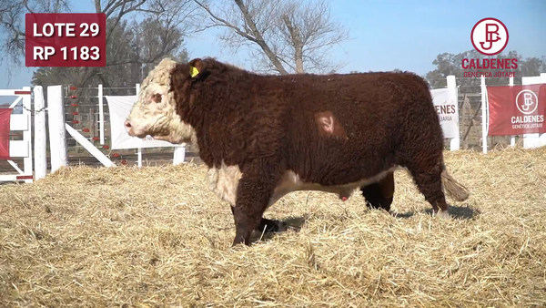 Lote Toro s/