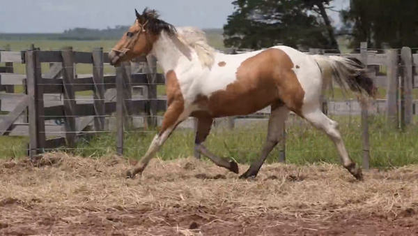 Lote Macho entero 3 años