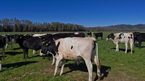 Lote 50 Novillo Engorda en Mariquina, XIV Región Los Ríos