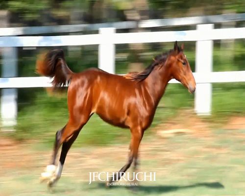 Lote KEEP RUNNING DASH