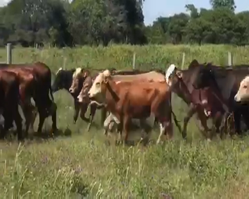 Lote 70 Terneros/as en Pto. Eva Perón, Chaco