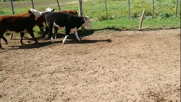 Lote 50 Terneras en La Pampa, Conhelo