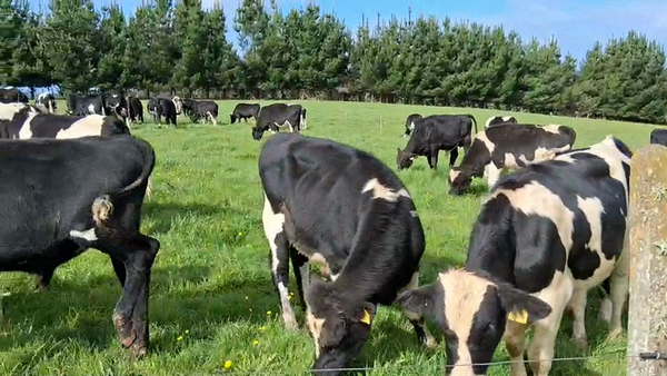Lote 60 Ternero en Puerto Varas, X Región Los Lagos