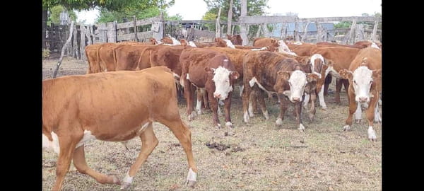 Lote 30 Terneros en Villaguay, Entre Ríos