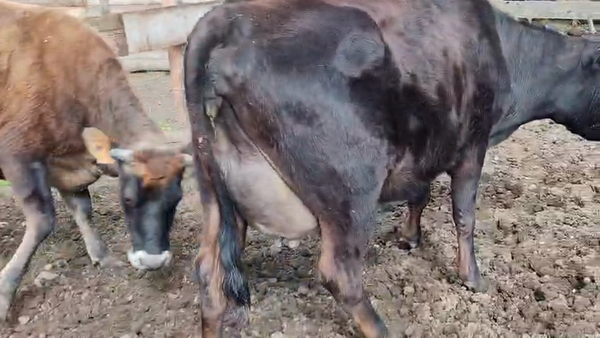 Lote 2 Vaquillonas  400kg - , San José