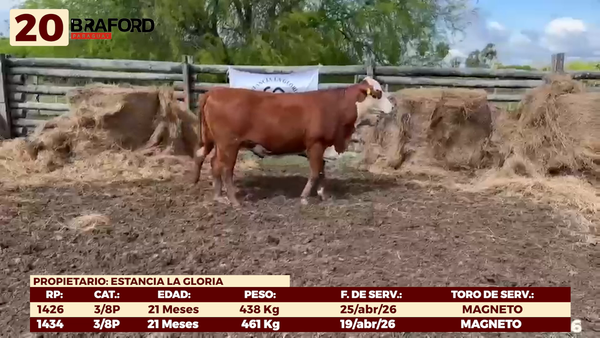 Lote LOTE 20 - VAQUILLAS DE CAMPO