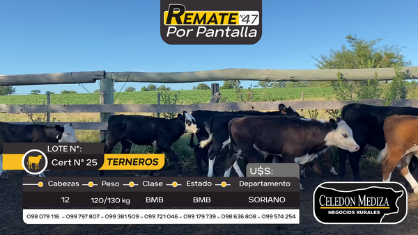 Lote 12 Terneros y Terneras en Cardona, Soriano