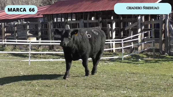 Lote 1 Toro en XI Región Aysén, Coyhaique