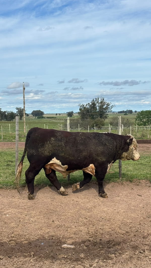 Lote Doña Elisa RP 602